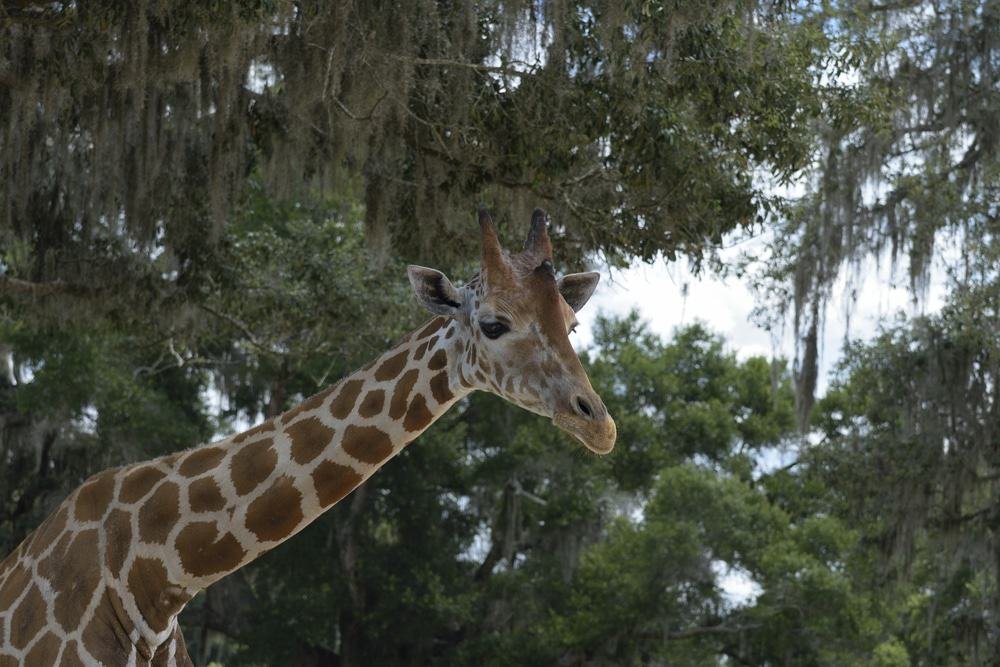 Giraffe Ranch