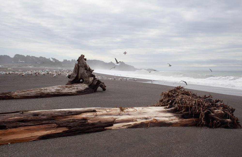 Gualala Point Regional Park