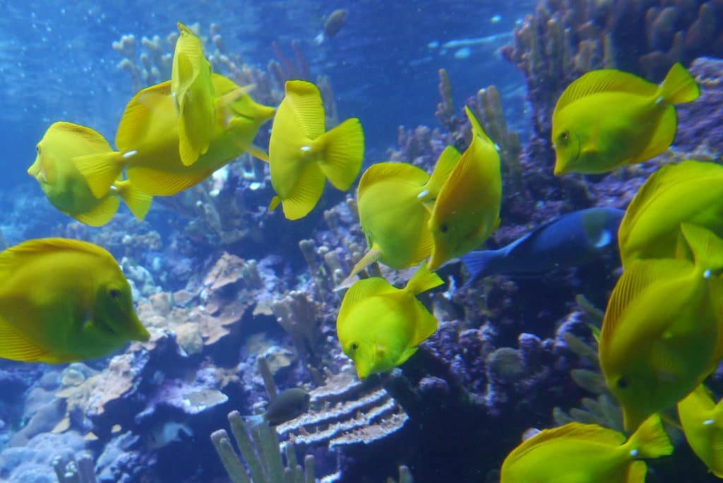 Maui Ocean Center