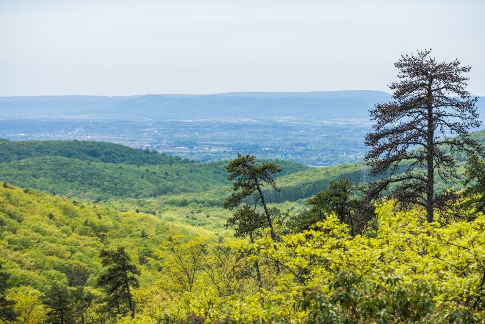 Michaux State Forest