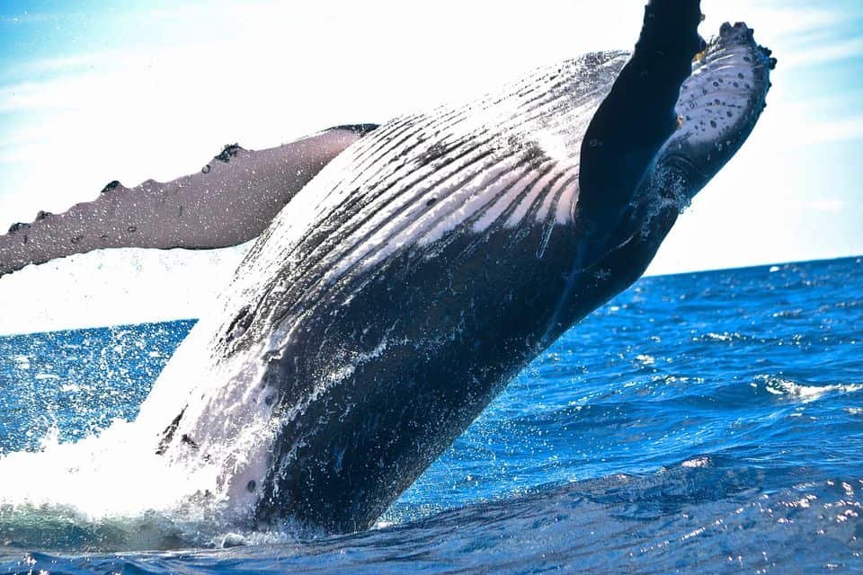 Morning Whale Watching Waikiki