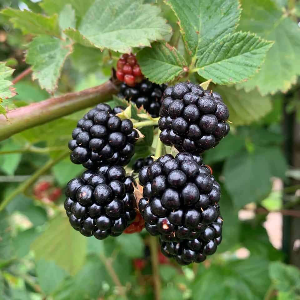Rose's Berry Farm