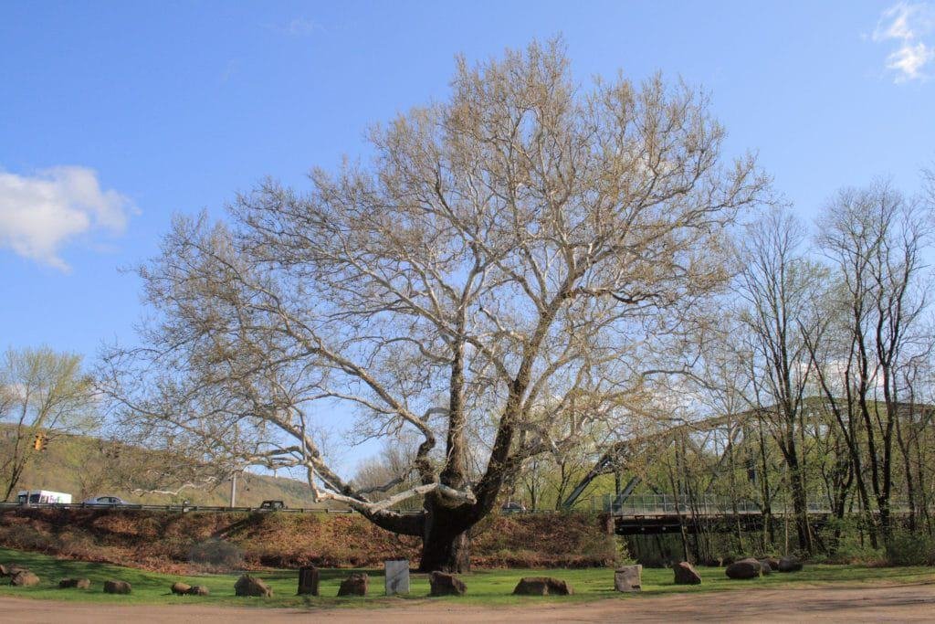 Pinchot Sycamore