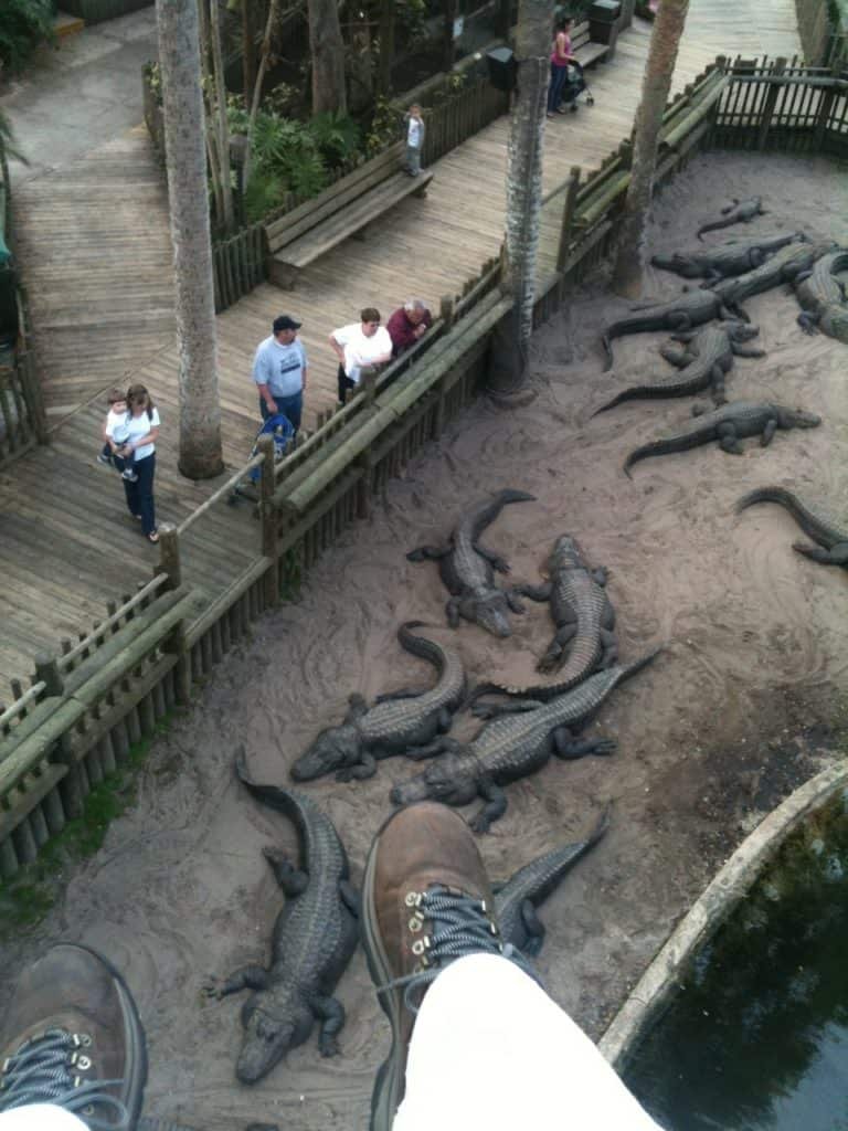 Crocodile Crossing