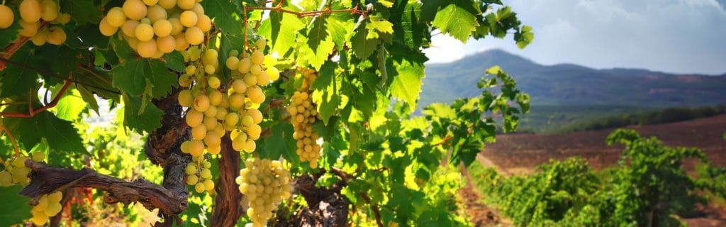 Stetson Winery