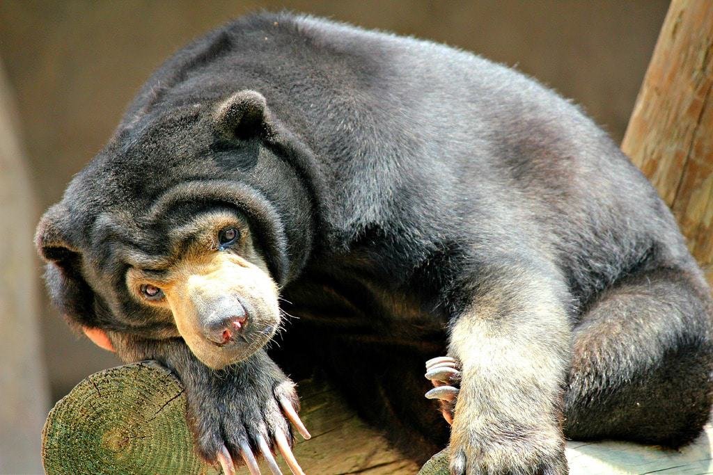 The Gladys Porter Zoo