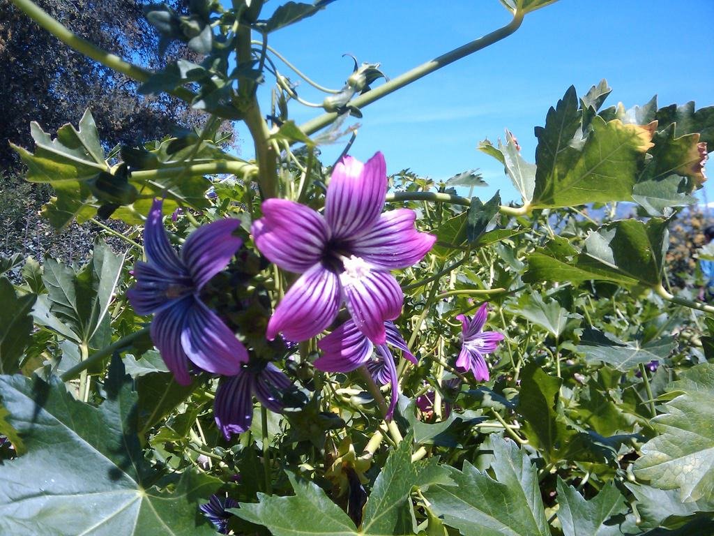 Rancho Santa Ana Botanic Garden