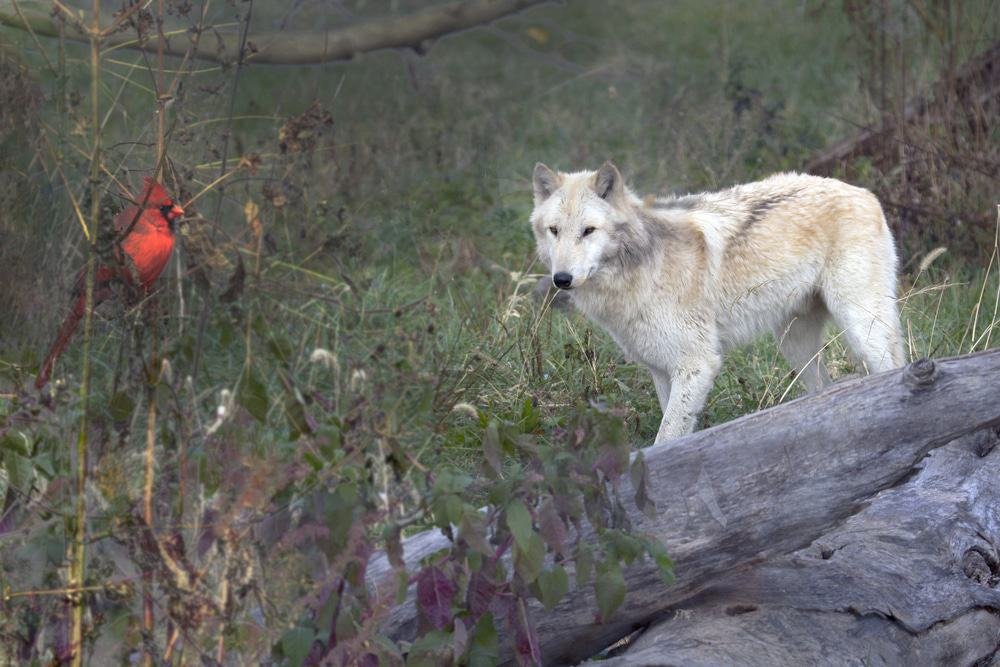 Wolf Park, Battle Ground, Indiana